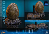 ( Pre Order ) Hot Toys Aliens MMS895 Ellen Ripley (Deluxe Ver.) 1/6th Scale Collectible Figure