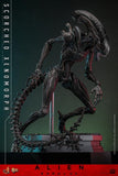 ( Pre Order ) Hot Toys Alien: Romulus MMS784 Scorched Xenomorph 1/6th Scale Collectible Figure