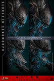 ( Pre Order ) Hot Toys Alien: Romulus MMS784 Scorched Xenomorph 1/6th Scale Collectible Figure